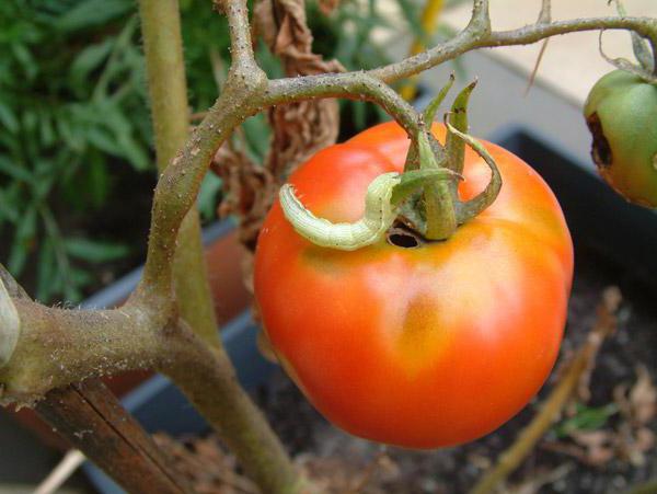 Raupe Raupen an den Tomaten auf Tomaten im Gewächshaus