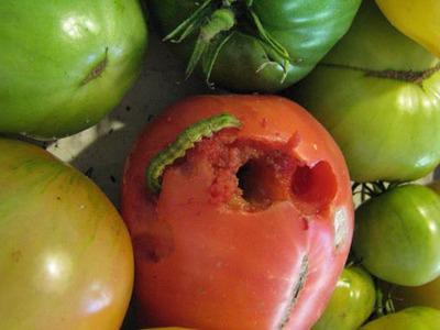  як позбутися гусені на помідори в теплиці