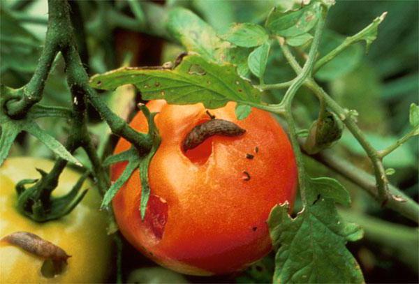 holes in tomatoes who injures and how to deal