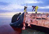 Duży wieloryb z rodziny gładkich wielorybów