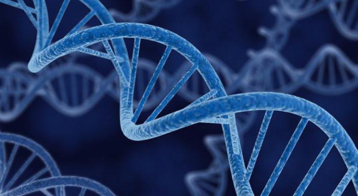 el gen del genoma del cromosoma
