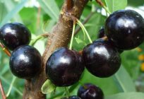 Plum-cherry hybrid: sorts and reviews