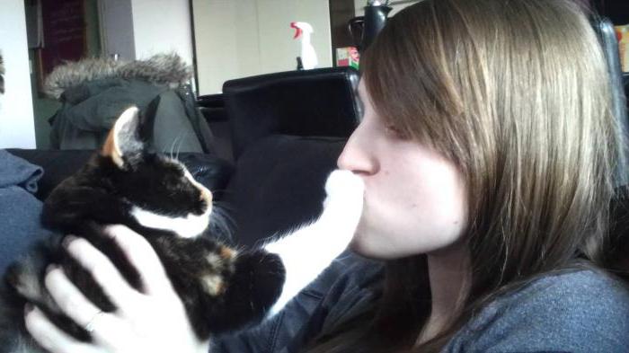 warum darf man nicht küssen Katzen in die Fresse