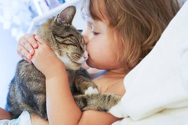 warum darf man nicht küssen Katzen Home
