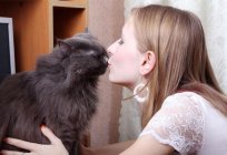 Por que não pode beijar gatos? Causas e conseqüências.