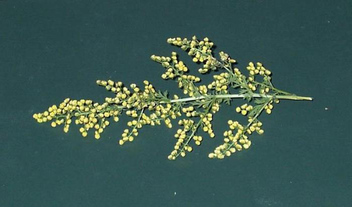 Artemisia jährliche Krebs