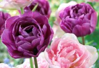 Тюльпани Блю Даймонд - справжнє прикраса саду. Опис і особливості догляду