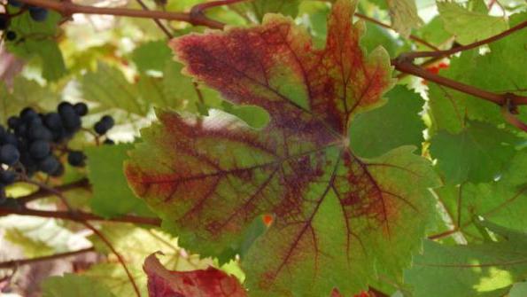 chlorosisの葉の写真