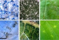 La clorosis de las hojas: descripción, foto, los métodos de lucha