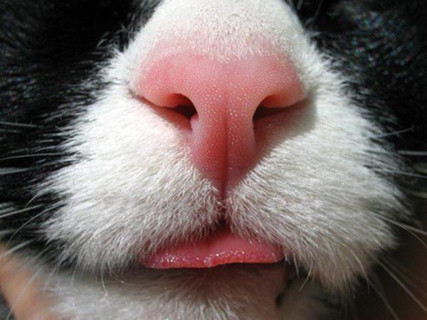 What should be the nose of a healthy cat dry or wet