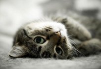 What should be the nose in healthy cats: General information