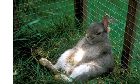 兔子繁殖的饲养喂养