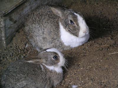 饲养和照顾的兔子