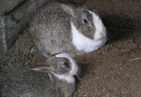 ウサギ:飼育て、供給、介護