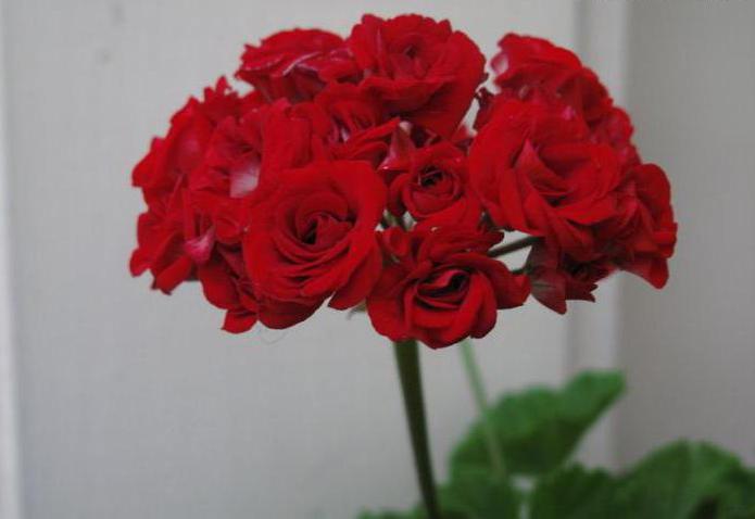 pelargonium rosebuddy grade