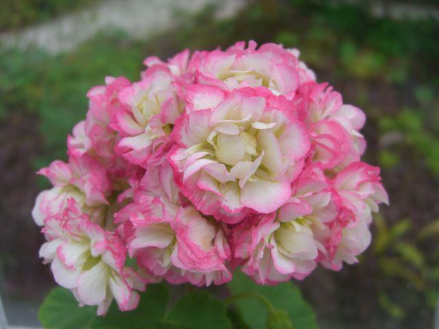 pelargonium розебудные cuidados