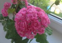 Розебудные pelargonium: descrição e cuidados