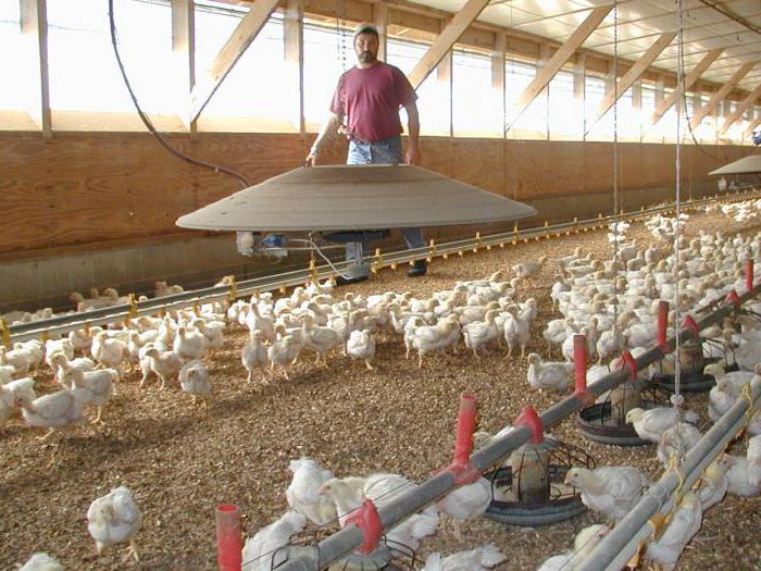 amprolium instructions for use for broilers