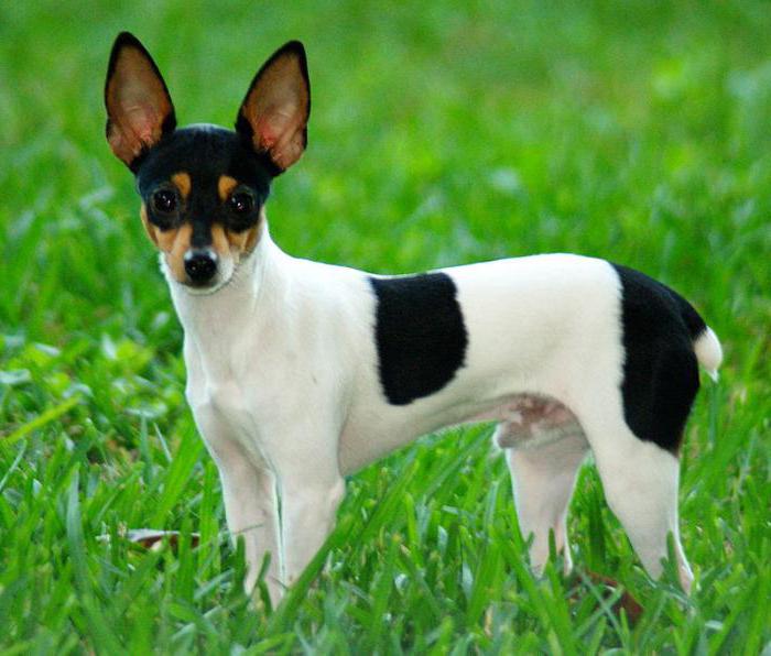 a breed of dog American toy Fox Terrier