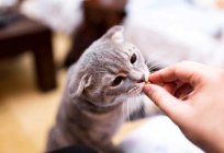 Selvagem gatinho: como treinar o seu às mãos e uma bandeja?