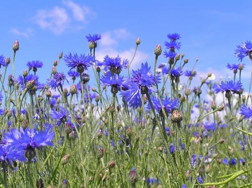 las Flores de aciano azul