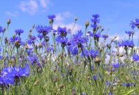 Las flores de aciano – bellas, útiles y modesto