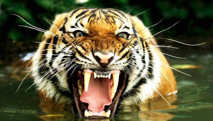 азіатський тигр