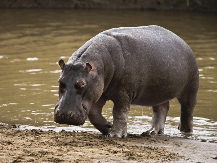 peso máximo de hipopótamo