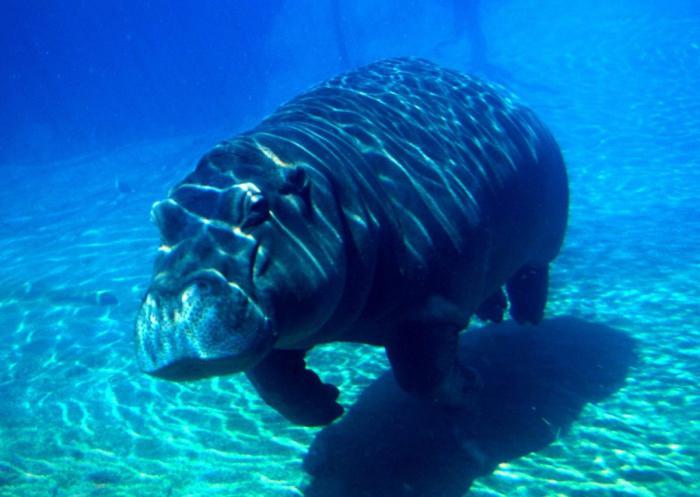 maksymalna waga hipopotama w kilogramach