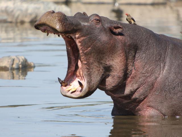 el peso promedio de un hipopótamo