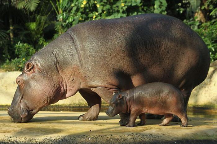 peso máximo de hipopótamo en kg
