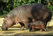 Jaki maksymalny ciężar hipopotama w kilogramach?