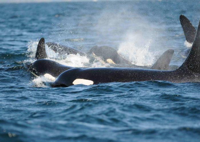 la caza de ballenas en rusia