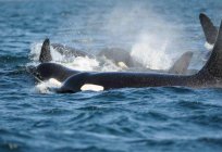 Сучасний китобійний промисел: опис, історія і техніка безпеки