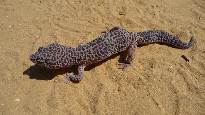 spotted leopard enablefor