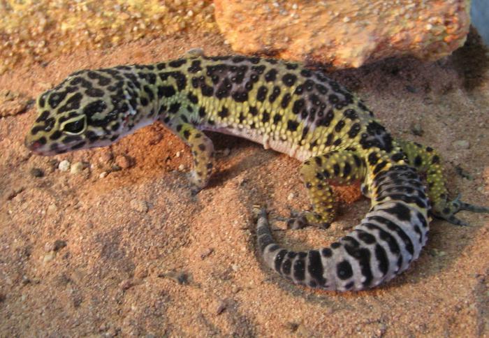 gecko manchado эублефар