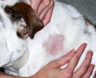 ringworm photos in dogs