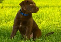 Ringworm bei Hunden: Symptome, Gefahren und Behandlung