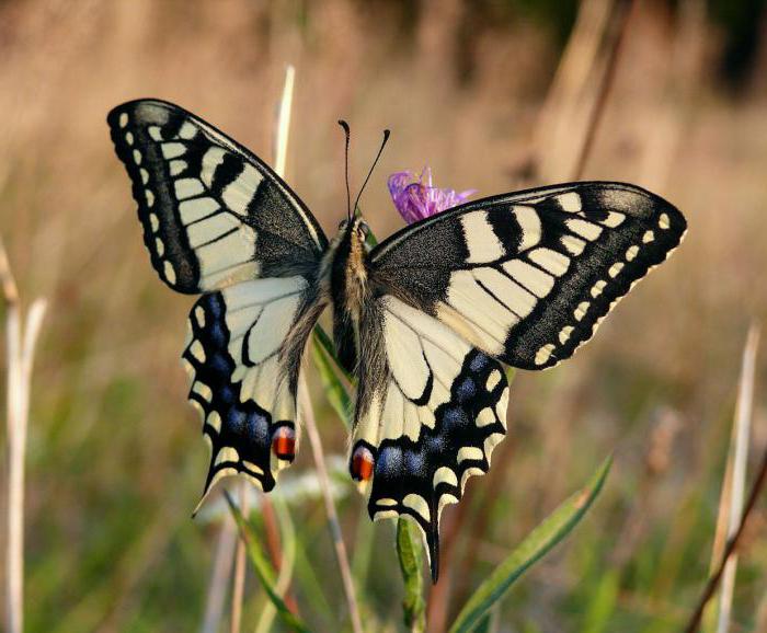 butterfly podalirius