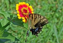 Kelebek подалирий: açıklama, yaşam döngüsü, yaşam alanları. Papilio machaon