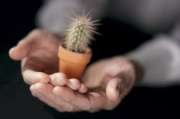 cómo volver a plantar cactus