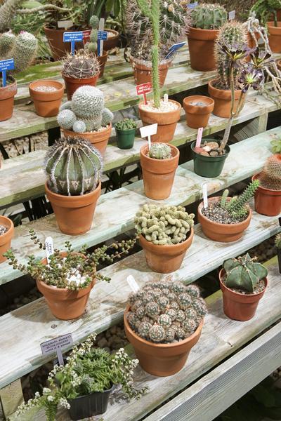 odmiany kaktusów