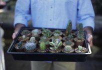 Jak przesadzać kaktusa, i czy są potrzebne?