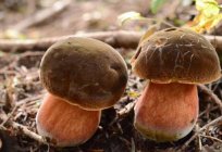 O cogumelo дубовик крапчатый: fotos, descrição. Дубовик крапчатый comestível ou não?