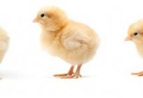 Hens foxy chick: description of the breed, photos