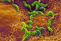 Helicobacter pylori und eradikationstherapie