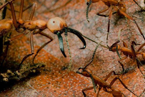 koczownicze mrówki