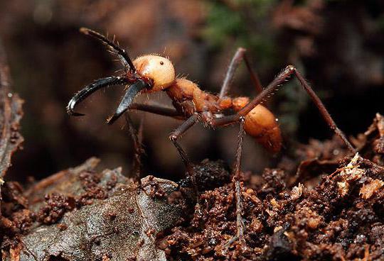 nomadów mrówka