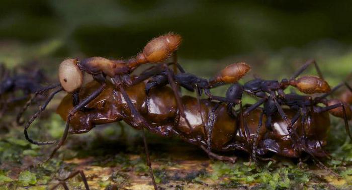 koczownicze mrówki mordercy
