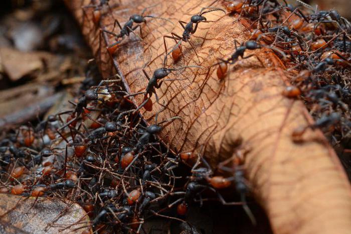 африканські кочові мурахи